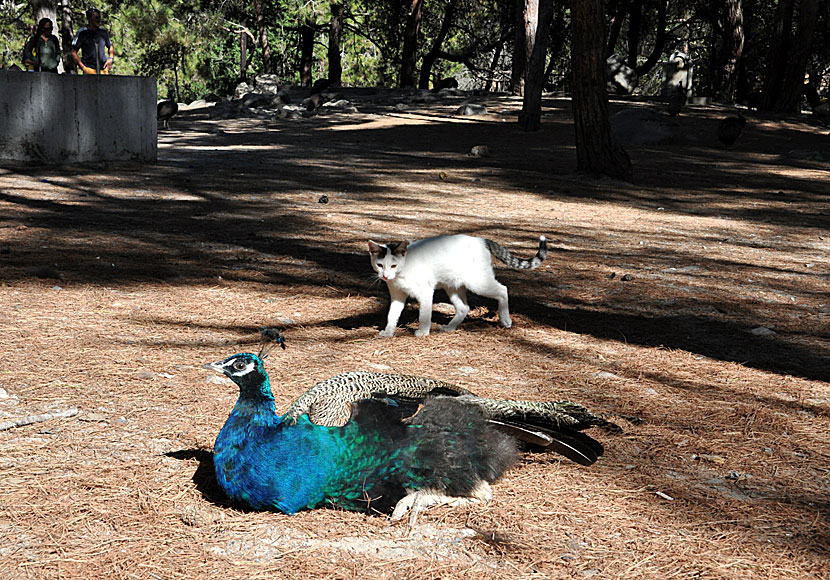 Plaka Forest